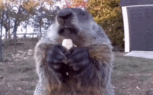 Groundhog Animal GIF - Groundhog Animal Eating GIFs