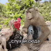 a monkey sitting next to a chicken with a caption in russian that says " слушай сюда "