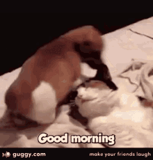 Good Morning Friday GIF - Good Morning Friday Puppy Climbs On Cat GIFs