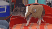 Tap On The Head Piglet GIF - Tap On The Head Piglet Pet GIFs