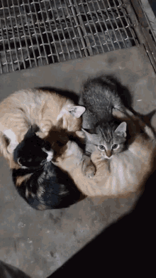 Kittens Cute Kittens GIF - Kittens Cute Kittens GIFs