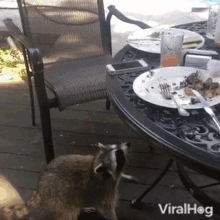 raccoon steals phone viralhog raccoon take cell phone