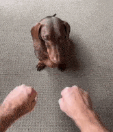 a dachshund is sitting on a carpet next to a person 's hands .