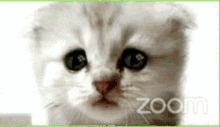Cat Lawyer GIF - Cat Lawyer Zoom GIFs
