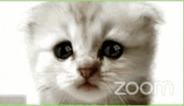 Cat Lawyer GIF Cat Lawyer Zoom Discover Share GIFs