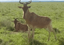 two antelope are standing in a grassy field one is laying down