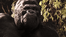 King Kong 2005 King Kong Meh GIF - King Kong 2005 King Kong Meh Meh GIFs