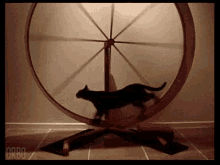 cat spinning wheel
