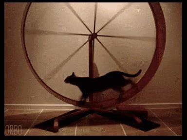 Cat Spinning GIF - Cat Spinning Wheel GIFs
