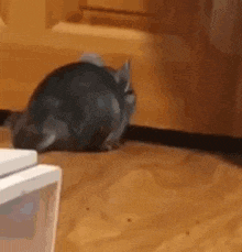 a chinchilla is sitting on a wooden floor next to a fridge .
