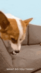 a brown and white dog is sitting on a couch and licking its paw .