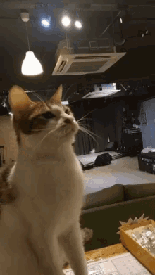 Funny Animals Meow GIF - Funny Animals Meow Attentive GIFs