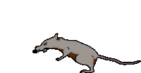 Cursed Rat Rat Sticker - Cursed Rat Rat Ugly Rat Stickers