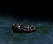 two ladybugs are on a green leaf in the dark