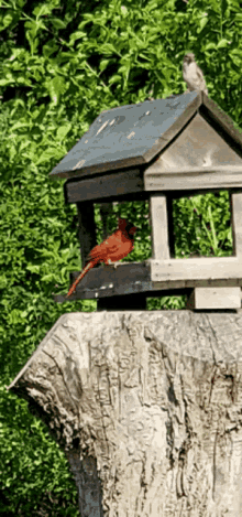 I Poop On U Mr Cardinal GIF - I Poop On U Mr Cardinal Bird GIFs
