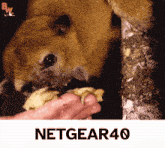 Netgear Netgear40 GIF - Netgear Netgear40 Thekinkajou40 GIFs