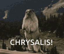 Chrysalis GIF - Chrysalis GIFs