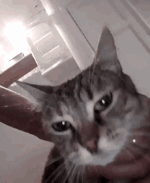 a person is holding a cat in their hands and it is looking at the camera