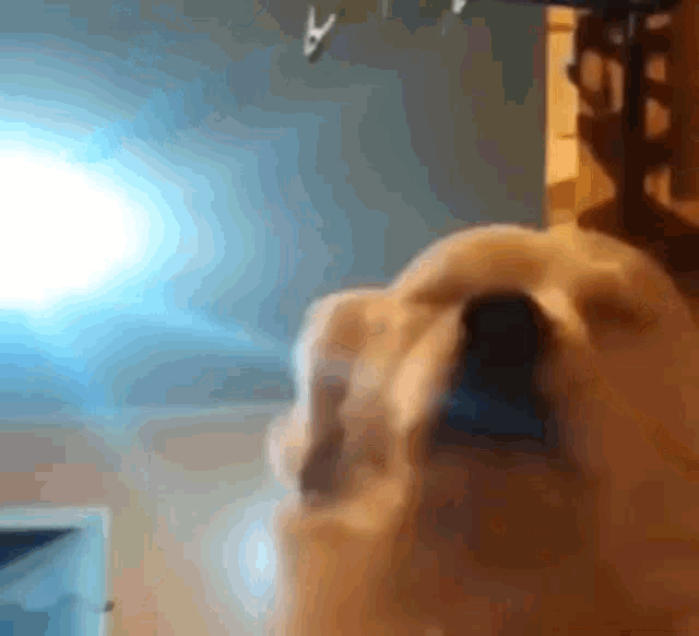 animated dancing dog gif
