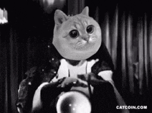 Catcoin Cat Crypto GIF - Catcoin Cat Crypto Crypto GIFs