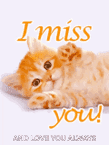cute cat meme miss you