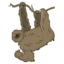 sloth maned
