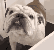 Bulldog Bath GIF - Bulldog Dog Bath GIFs