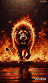a lion is walking through a fire filled forest .