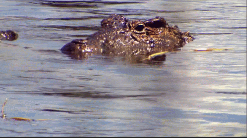 nature-pbs.gif