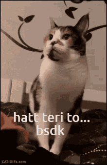Gussa Cat Angry Cat GIF - Gussa Cat Angry Cat Hatt Teri To GIFs