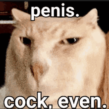 Penis Cock GIF - Penis Cock Penis Cat GIFs