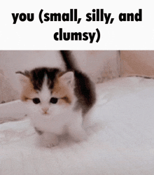 You Silly Cat GIF - You Silly Cat GIFs