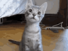 a kitten is sitting on its hind legs on a wooden floor looking up at the camera .