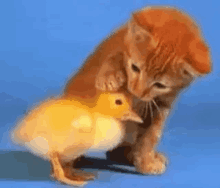 Kitty Ducky GIF - Kitty Ducky Kitty Love GIFs
