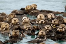 Otters Clapping GIF - Otters Clapping Happy GIFs