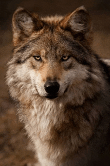 Wolfce GIF - Wolfce GIFs