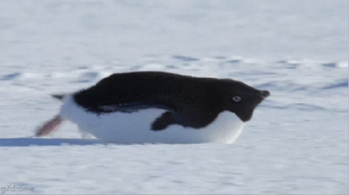 penguin sliding cartoon