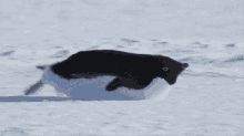 penguin sliding