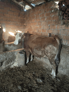 a brown cow with a chain around its neck is standing in a barn