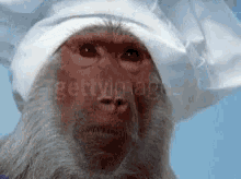 Monkey Disappointed GIF