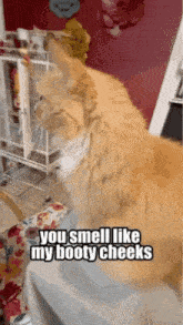 Smell GIF - Smell GIFs