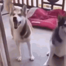 Dog Dog Dance GIF - Dog Dog Dance Dog Meme GIFs