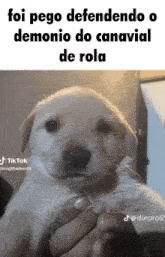 a person holding a puppy with the caption " foi pego defendendo o demonio do canavial de rola " on the bottom