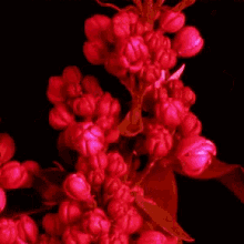Red Wine Blood GIF - Red Wine Blood Growth GIFs