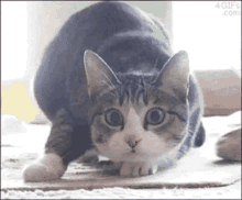 Cat Wiggle GIF - Cat Wiggle Bernie GIFs