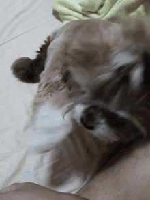 Zeezadog Cute Dog GIF - Zeezadog Cute Dog Shih Tzu GIFs