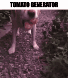 Tomato Dog GIF - Tomato Dog Memes GIFs