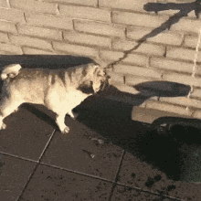 Dog Pug GIF - Dog Pug Water GIFs