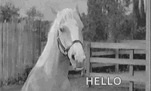 Horse Neigh GIF - Horse Neigh Helllo GIFs