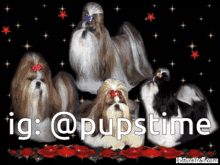 a group of shih tzu dogs are standing next to each other with the caption ig : @pupstime